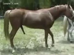 Exhibiting large hanging horse dongs
